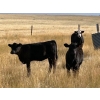 Image 2 : Wayne Rathe - 540# October Delivery Heifer Calves - 70 Head (Medicine Hat, AB)