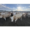 Image 7 : Cunningham Cattle Co. - 990# August Delivery Heifers - 186 Head (Sundre, AB)