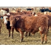 Image 9 : Stahlville Colony - 960# January Delivery Steers - 188 Head (Rockyford, AB)