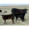 Image 5 : 9X Enterprises - 12 Black/BBF 1st Calf Pairs (Millicent, AB)