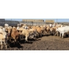 Image 8 : Amber Mountain Farms - 650# May Delivery Heifers - 57 Head (Vauxhall, AB)