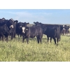 Image 2 : Gordon, Amanda & Chance Whittemore - 780# October Delivery Steer Calves - 75 Head (Elnora, AB)