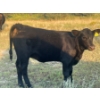 Image 2 : Brad, Kelly & Oliver Deschamps - 430# October Delivery Heifer Calves - 55 Head (Patricia, AB)