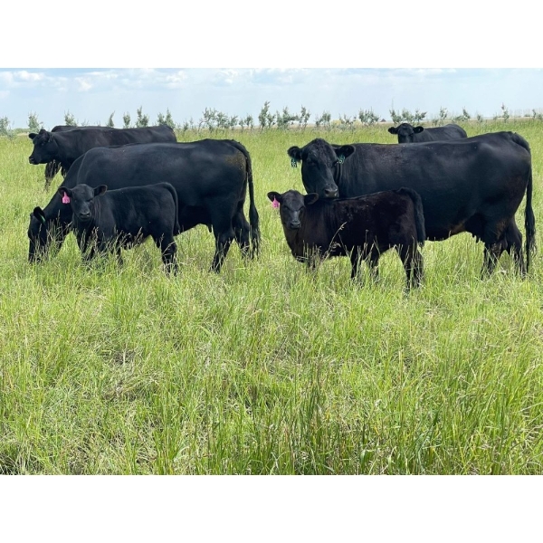 Vredegoor Ranch - 440# October Delivery Heifer Calves - 90 Head (Handhills, AB)