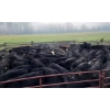 Image 6 : Schweb Family Cattle - 650# October Delivery Steer Calves - 90 Head (Logan Lake, BC)