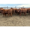 Image 2 : Wayne & Brian Slenders - 750# December Delivery Weaned Steers - 69 Head (Scandia, AB)