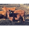 Image 5 : X Bar X Cattle Co. Ltd. - 948# April Delivery Steers - 65 Head (Lomond, AB)