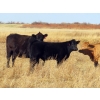 Image 7 : Strickland Cattle Co. - 535# November Steer Calves - 75 Head (Milestone, SK)