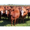 Image 3 : Moose Creek Red Angus Ltd. - 995# October Delivery Grass Heifers - 440 Head (Kisbey, SK)