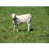 Image 5 : Circus Coulee Cattle - 530# November Delivery Heifer Calves - 100 Head (Dorothy, AB)