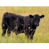 Image 7 : Running M Farms - 540# October Delivery Steer Calves - 41 Head (Airdrie, AB)