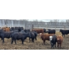 Image 7 : Block's Ranching Ltd. - 750# May Delivery Steers - 42 Head (Bow Island, AB)