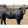Image 5 : Poelman Farms - 890# July Delivery Heifers - 210 Head (Granum, AB)