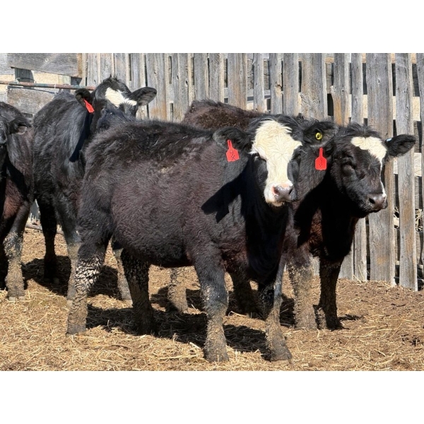 9X Enterprises - 20 Black Simm/Angus X Replacement Heifers (Millicent, AB)
