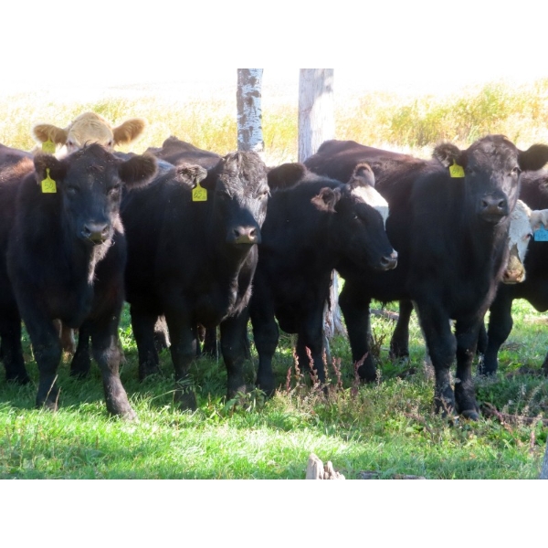 Diamond C Farms - 890# October Delivery Grass Steers - 90 Head (Roblin, MB)