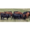 Image 7 : McDougald Ranch Ltd. - 790# September Delivery Grass Heifers - 100 Head (Maple Creek, SK)