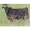 Image 8 : Pleasant Vista Farms - 675# October Delivery Steer Calves - 90 Head (Peebles, SK)
