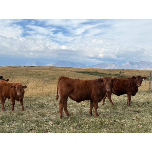 Palmer Ranch - 450# December Delivery Steer Calves - 180 Head (Pincher Creek, AB)