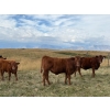 Image 1 : Palmer Ranch - 450# December Delivery Steer Calves - 180 Head (Pincher Creek, AB)