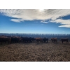Image 5 : Block's Ranching Ltd. - 800# November Grass Heifers - 77 Head (Abbey, SK)