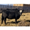 Image 3 : Jarokosky Farms - 800# March/April Delivery Heifers - 25 Head (Lethbridge, AB)
