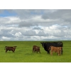 Image 2 : Sherness Farms - 560# October Delivery Steer Calves - 30 Head (Sheerness, AB)