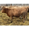 Image 2 : Brian & Vanessa Plett - 20 Tan Heifers