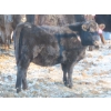Image 5 : Willowside Ranch - 660# April Delivery Heifers - 54 Head (Vibank, SK)