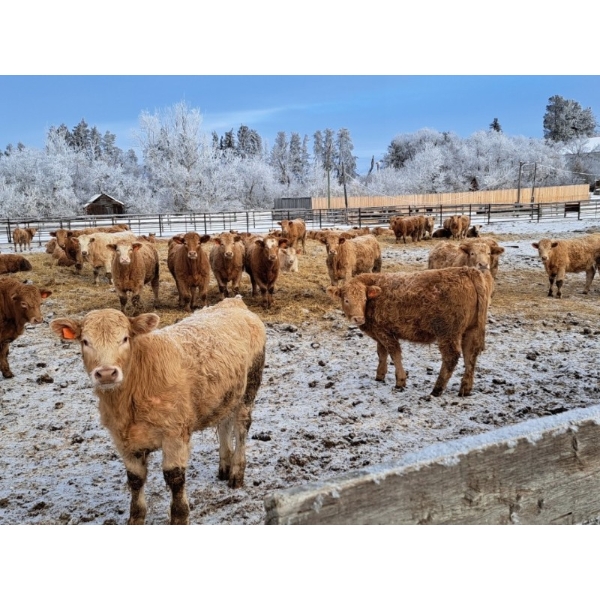 Reilly Lake Ranching - 910# February Delivery Weaned Steers - 68 Head (Lloydminster, AB)