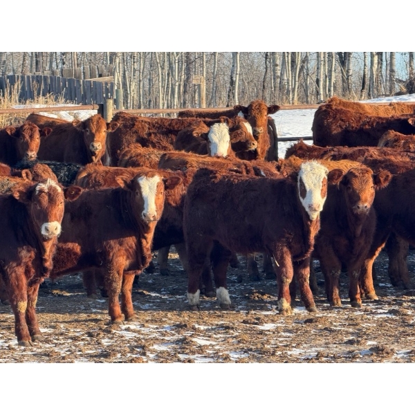Wyatt & Brandy Dahm - 840# January Delivery Steers - 150 Head (Keephills, AB)