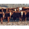 Image 1 : Wyatt & Brandy Dahm - 840# January Delivery Steers - 150 Head (Keephills, AB)