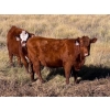 Image 3 : McIntyre Ranch - 20 Red March/April Calving Bred Heifers (Magrath, AB)