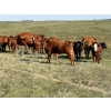 Image 4 : Jones Hereford Ranch - 690# October Delivery Steer Calves - 82 Head (Balzac, AB)