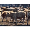 Image 3 : Selte Farms (1985) Ltd. - 775# March Delivery Heifers - 75 Head (Vermilion, AB)