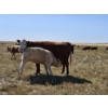 Image 7 : Johnston Ranches - 615# October Delivery Heifer Calves - 75 Head (Hanna, AB)