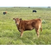 Image 4 : North Slope Farms - 565# November Delivery Heifer Calves - 100 Head (Czar, AB)