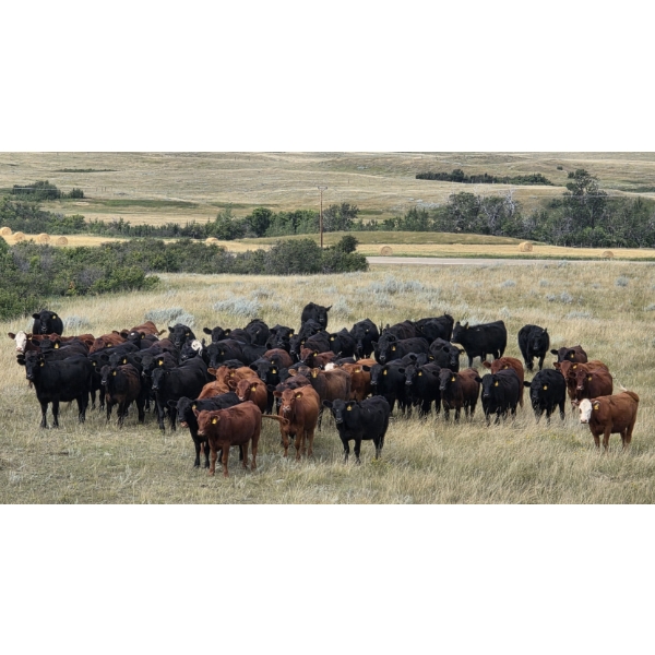 McDougald Ranch Ltd. - 790# September Delivery Grass Heifers - 100 Head (Maple Creek, SK)
