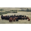 Image 1 : McDougald Ranch Ltd. - 790# September Delivery Grass Heifers - 100 Head (Maple Creek, SK)