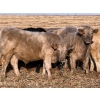 Image 3 : Copperfield Farming - 710# February Delivery Steers - 90 Head (Vauxhall, AB)