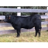 Image 2 : Franz Feldmann - 590# October Delivery Heifer Calves - 100 Head (Radium, BC)