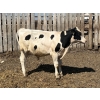 Image 4 : Eagle Creek Colony - 725# August Delivery Holstein Steers - 10 Head (Asquith, SK)
