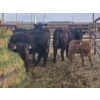 Image 1 : Rolling N Ranches (Nolan & Amanda Osadczuk) - 3 Black Heifer Pairs