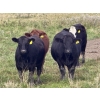 Image 2 : Midpoint Farms - 1000# October Delivery Grass Heifers - 124 Head (Drayton Valley, AB)