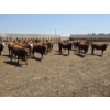 Image 4 : Ripple Rock Ranch - 750# June Delivery Heifers - 82 Head (Fincastle, AB)