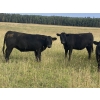 Image 4 : Anchor C Cattle Company - 900# October Grass Heifers - 68 Head (Sundre, AB)