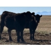 Image 16 : TNT Cattle Co. Ltd. - 500# October Delivery Steer Calves - 95 Head (Manyberries, AB)