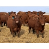 Image 3 : 9X Enterprises - 740# April Delivery Steers - 65 Head (Millicent, AB)