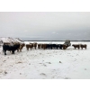 Image 18 : Merrick Campbell Herd Dispersal - 44 4 & 5 Year-Old Bred Cows (Calahoo, AB) VBP+