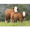 Image 4 : Tanner & Michelle Lawton - 600# Oct/Nov Delivery Heifer Calves - 40 Head (Eckville, AB)