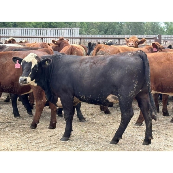 Brandt Boys Inc. - 975# August Delivery Heifers - 65 Head (Tolstoi, MB)